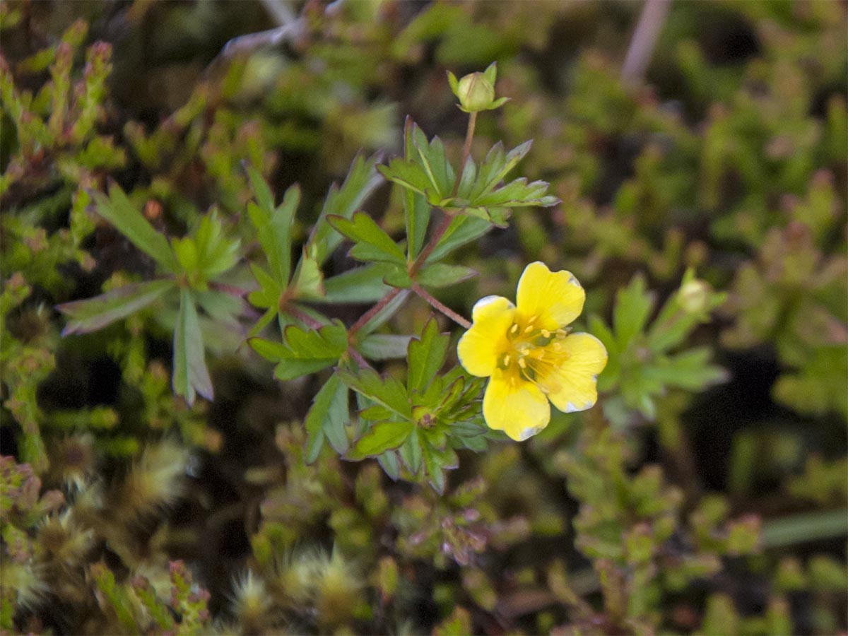 Potentilla erecta